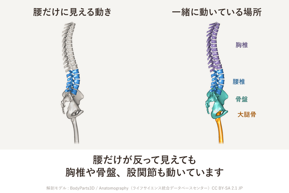 腰を伸ばすと気持ちいいのに張りが取れないのはなぜ？