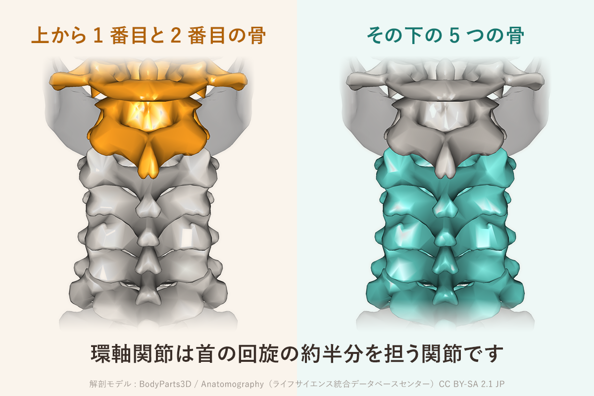首が回らない、振り向くと痛い。その原因は首だけ？
