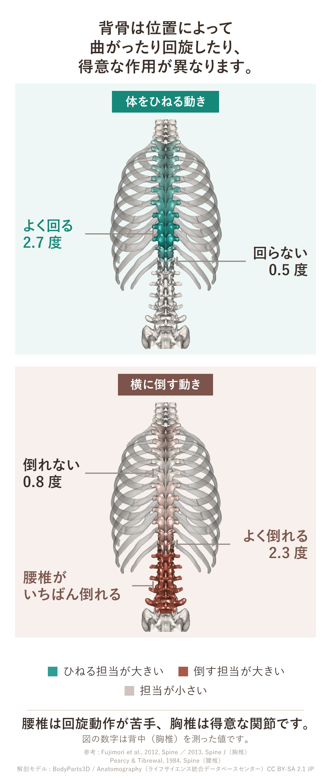 背骨の位置ごとに得意な動きの違いを示した図。ねじる動きは背中の真ん中が最も大きく腰との境目で最小になる。横に倒す動きは逆に腰との境目から大きくなり腰椎がいちばん倒れる